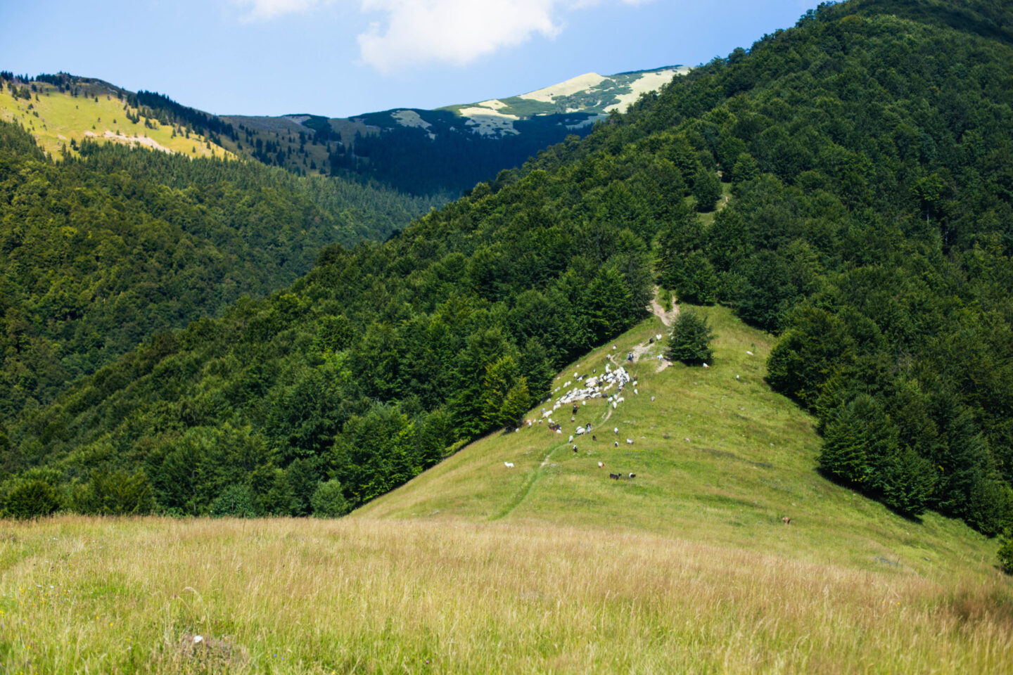 Дзвони неба