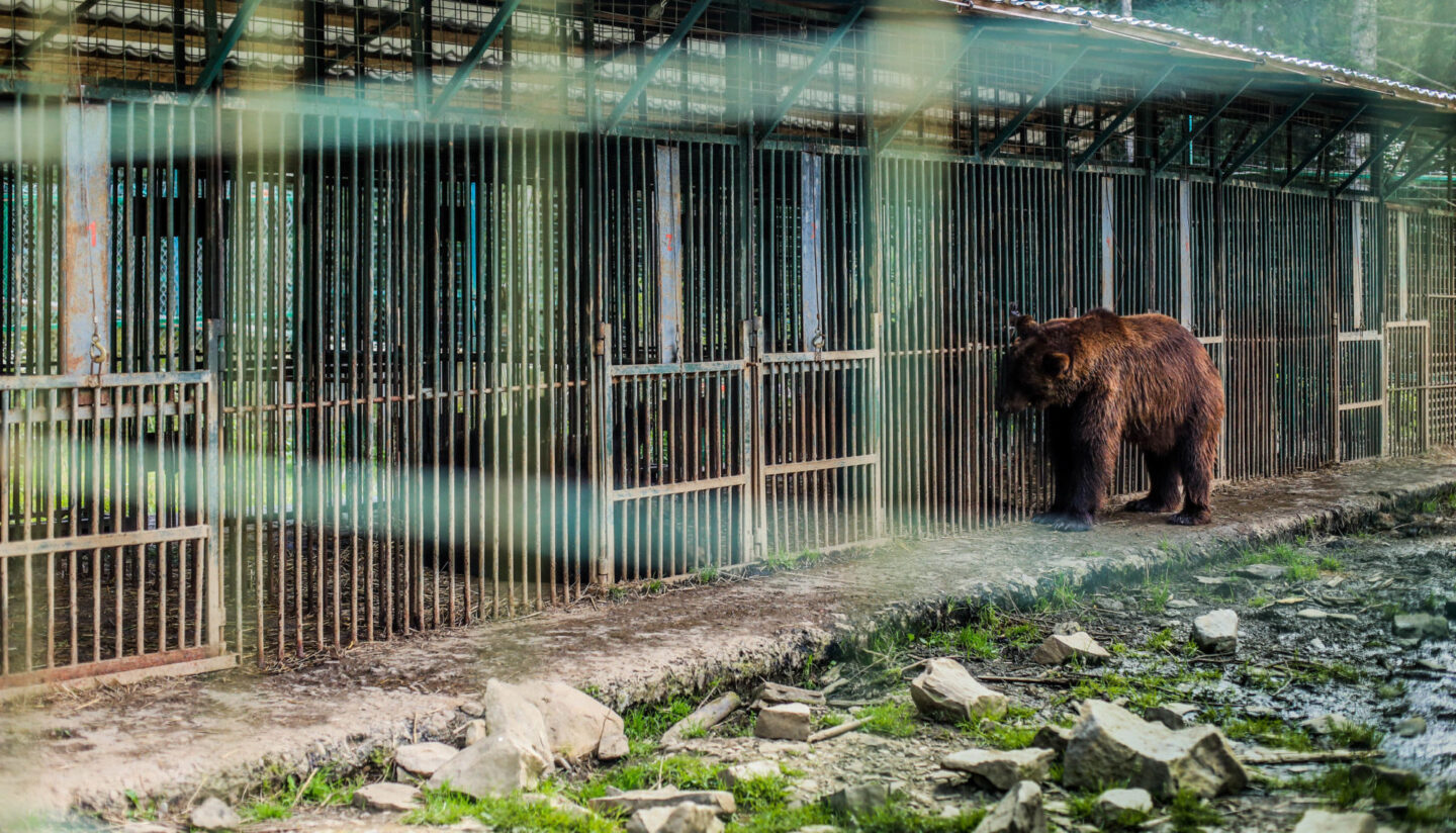 Музей жорстокості