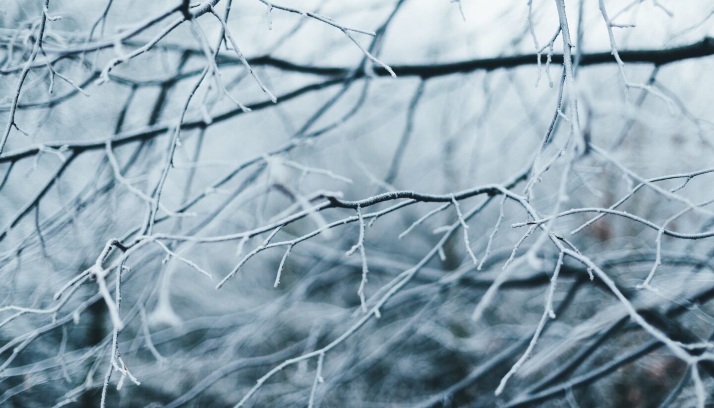 Ляля і Котик