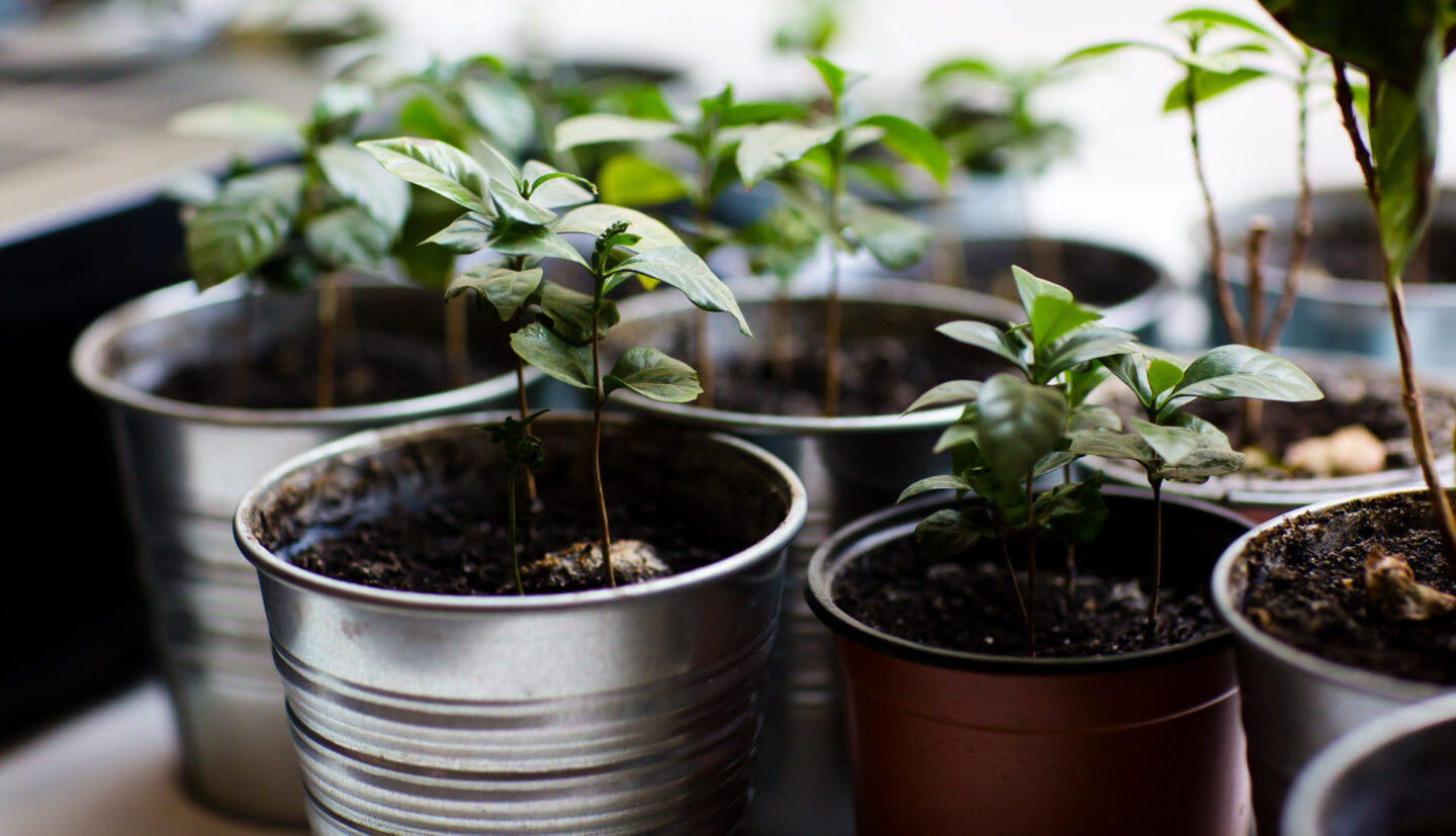 Третя хвиля української кавової культури