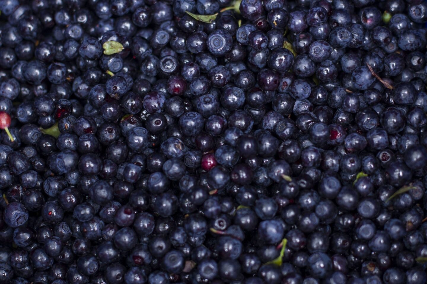 Віра, Надія, чорниці