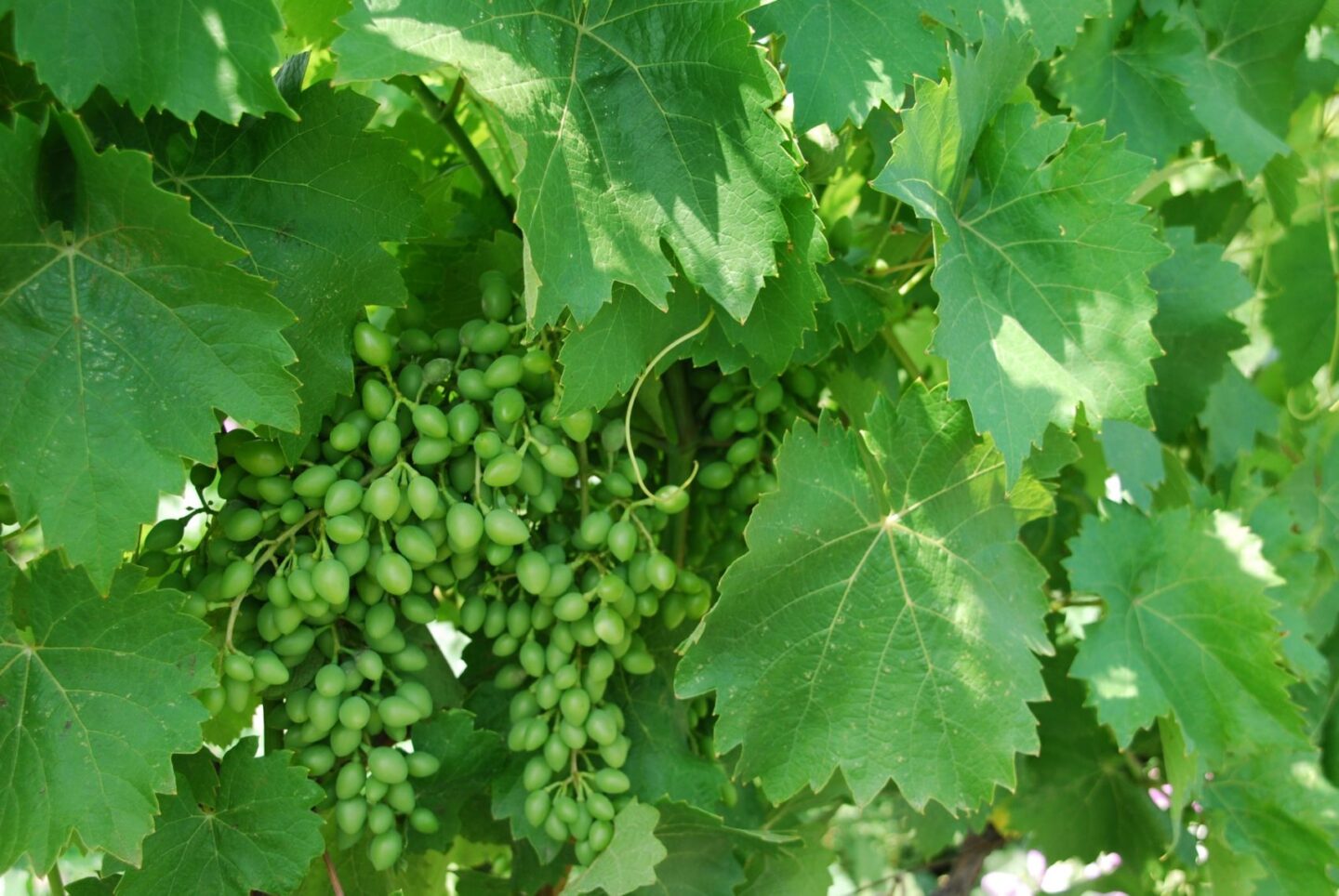 Біле сонце, чорне вино