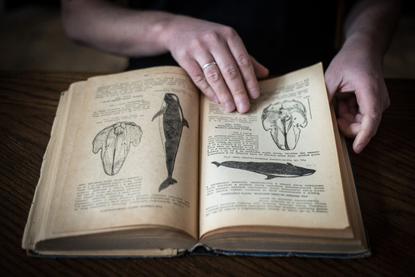 Внутрішній кит