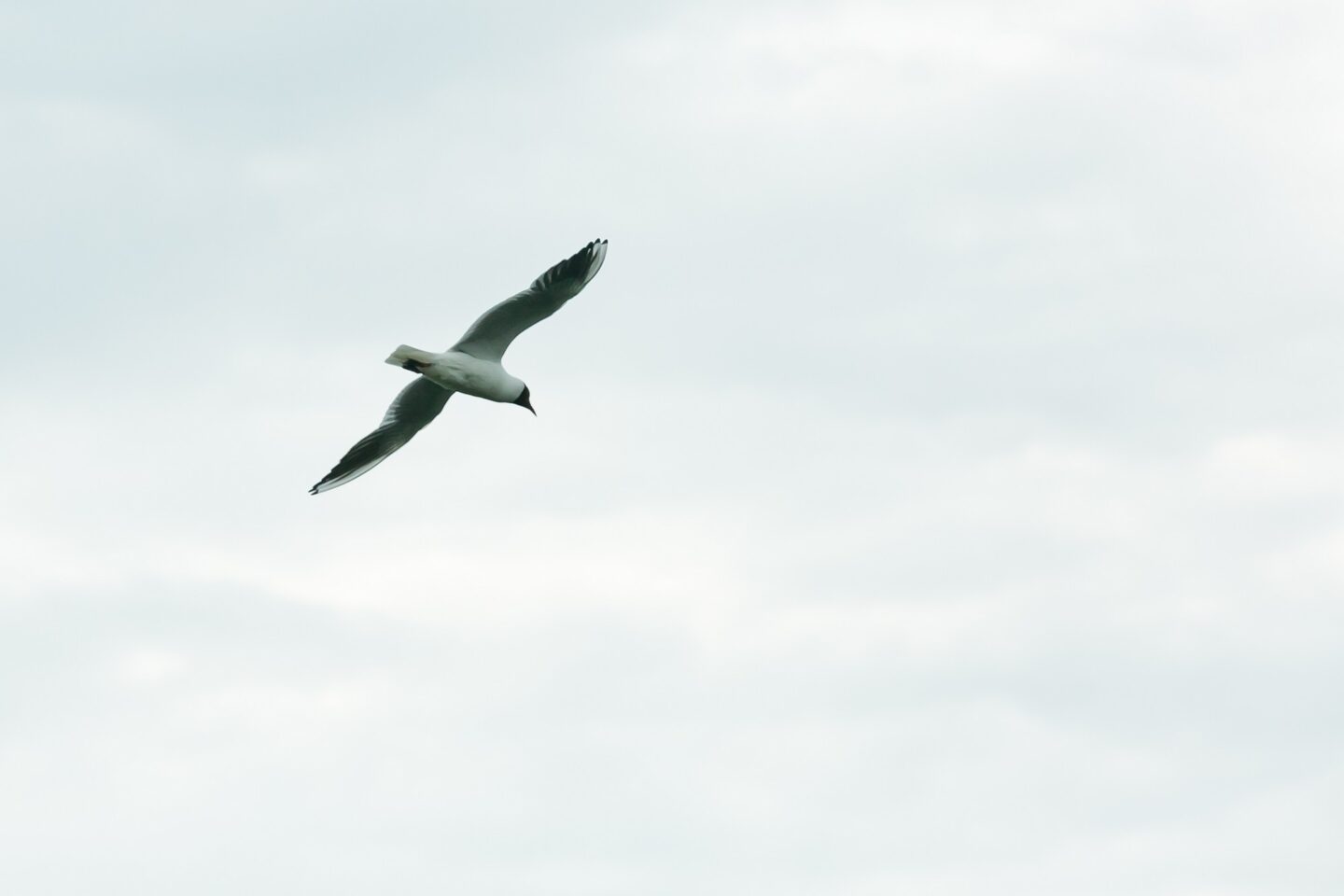 Захоплений птахами