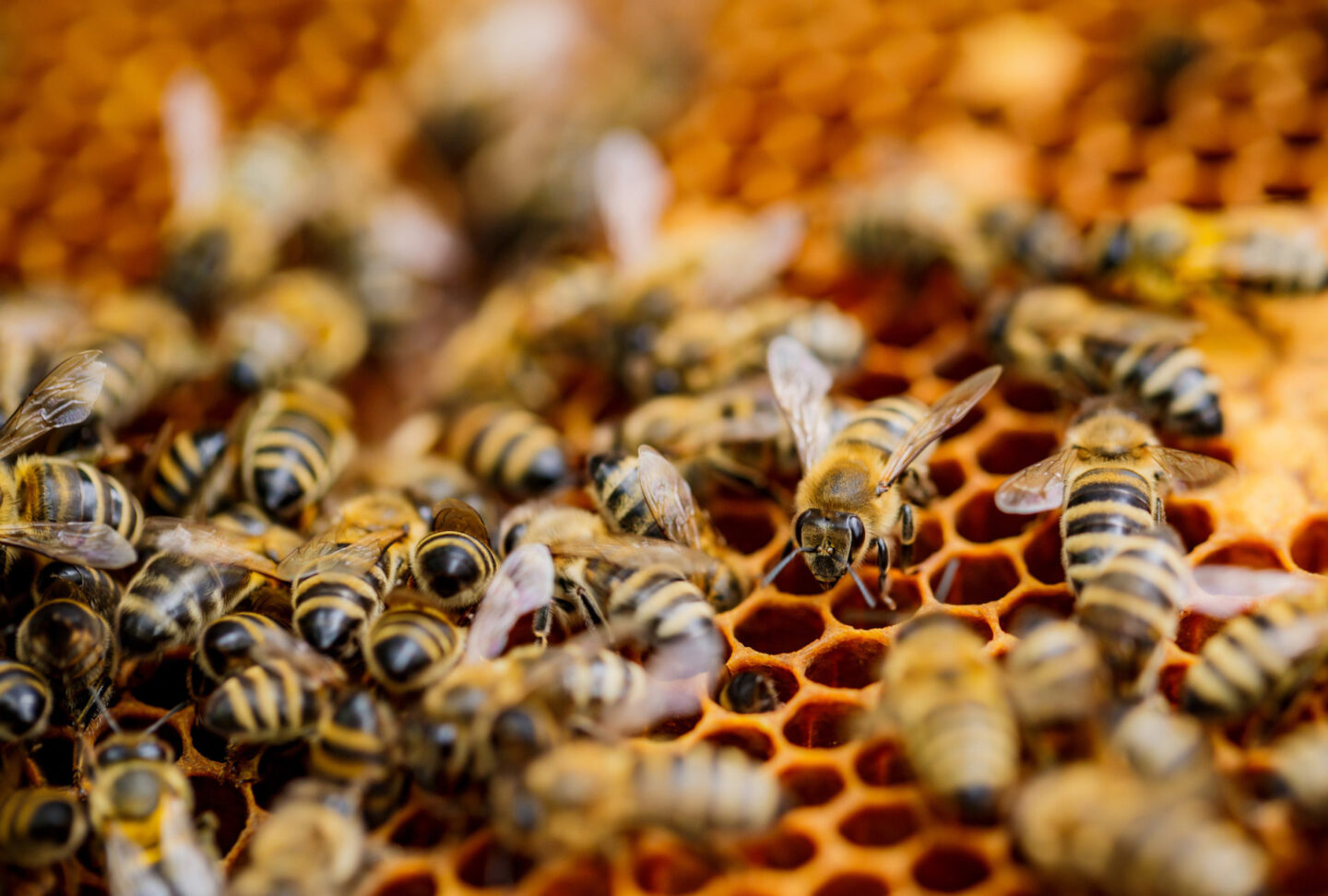 Мед з історією