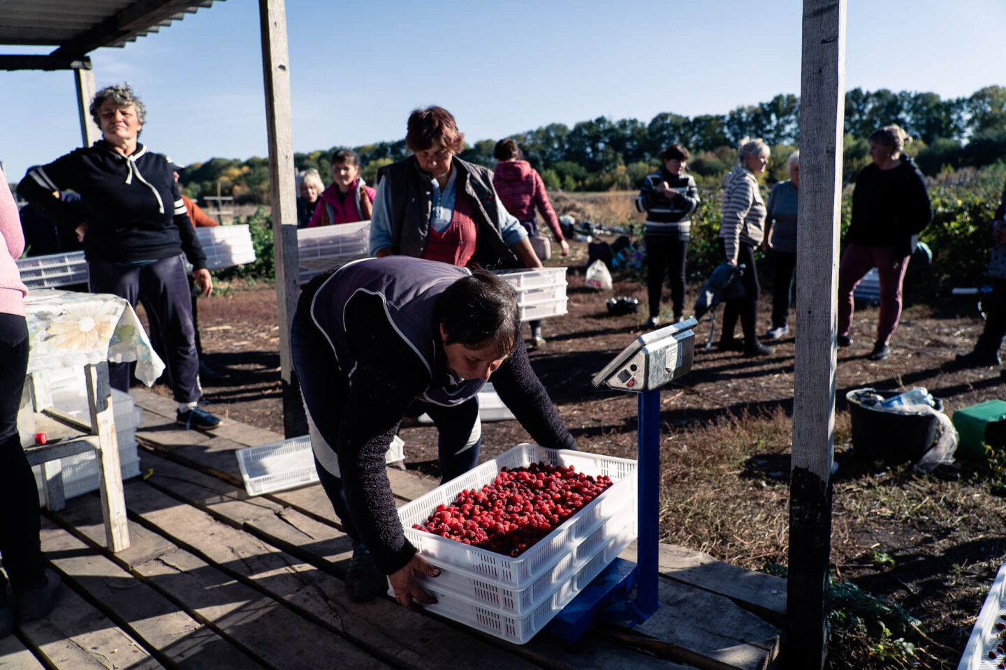 Ягідна земля￼