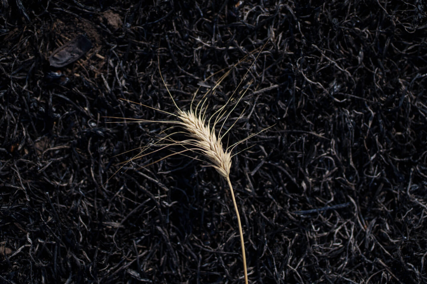 Крайнє поле