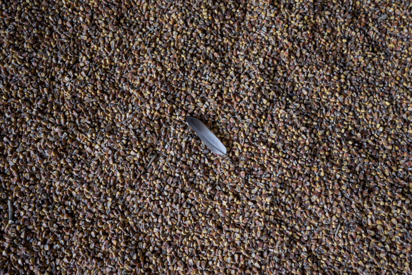 Шлях українського зерна