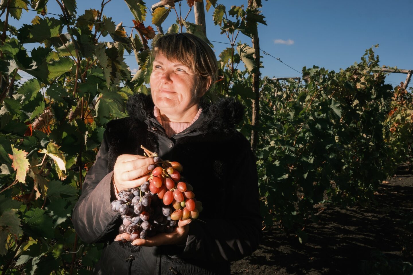 Опора для виноградних лоз