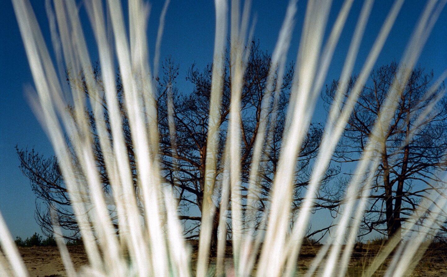 Вечірні тумани над драговинами